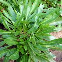 Penstemon strictus feuille